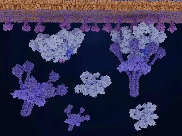 Klassisk Väg Komplementaktivering Antigen Magenta Bundet Immunglobulin Igm Ljusblått Aktiverar Stockbild