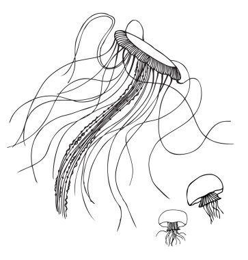 Doğrusal vektör izole denizanası