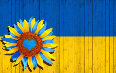 Ayçiçeği sarısı ve mavi taç yaprakları izole, kalp, ulusal bayrak renkleri Ukrayna ve ahşap arkaplan - 3D illüstrasyon