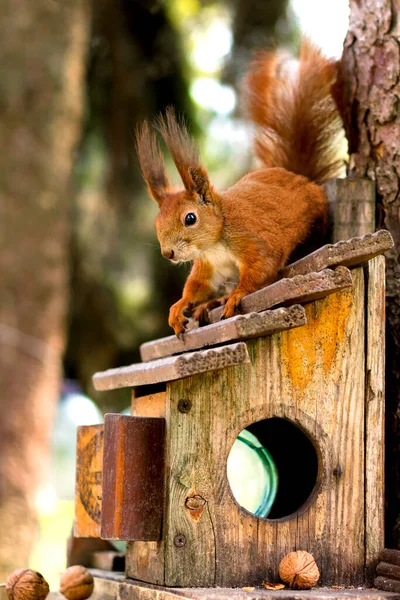 Écureuil Roux Devant Arbre Animaux Forestiers — Photo