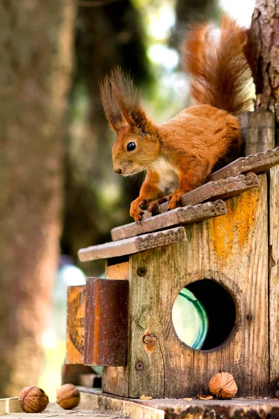 Esquilo Vermelho Frente Uma Árvore Animais Floresta — Fotografia de Stock