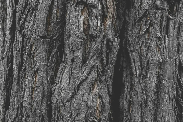 The texture of the bark of an old tree, the background of the bulk structure of the tree. Wood structure background