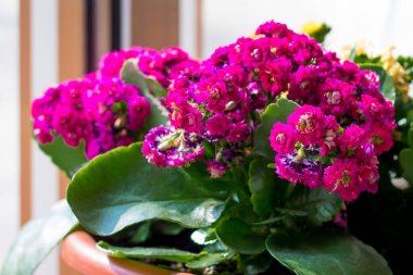 İç kısımda pembe Kalanchoe çiçekleri, saksıda çiçekler, ev bitkileri. Kalanchoe 'nun renkli küçük çiçekleri