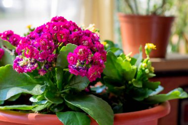 İç kısımda pembe Kalanchoe çiçekleri, saksıda çiçekler, ev bitkileri. Kalanchoe 'nun renkli küçük çiçekleri