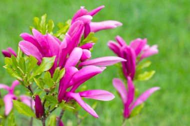 Genç Magnolia ağacı, çimen arka planında pembe manolyalar. Bahar mevsiminde çiçek açan Magnolia çiçekleri ve büyüleyici tomurcuklar..