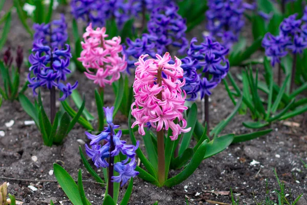 庭に咲く背景ヒヤシンス 青とピンクのヒヤシンスの花 — ストック写真