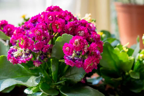 Pink Kalanchoe flowers in the interior, flowers in a pot, houseplants. Colorful small flowers of Kalanchoe close-up