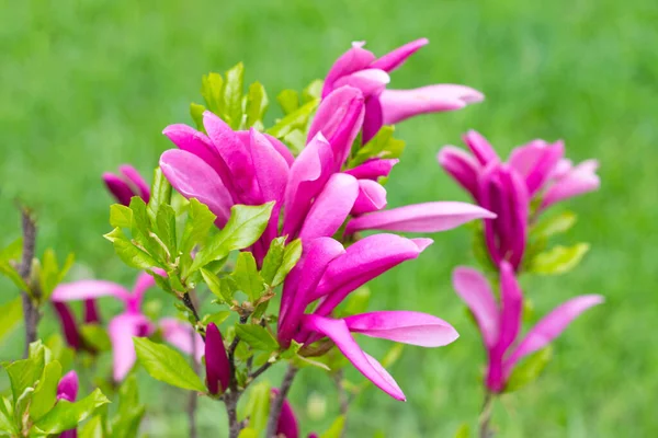 Young Magnolia tree, pink magnolias on grass background. Blooming Magnolia flowers and stunning buds in spring season.