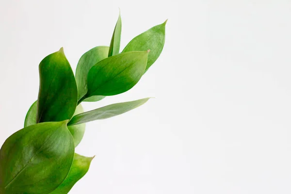 Green leaves on white background. Stylish trendy nature background. Minimal background concept with leaves, copy space