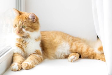 Kızıl kedi, kızıl kedi rahat ev ve rahatla konsept, tatlı kırmızı veya kızıl küçük kedi.