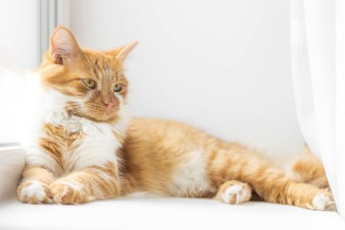 Pencere pervazında yatan kırmızı kedi. Kızıl kedi yumuşak beyaz battaniyenin üzerinde uyuyor, rahat ev ve rahatlama konsepti, tatlı kırmızı veya kızıl küçük kedi.