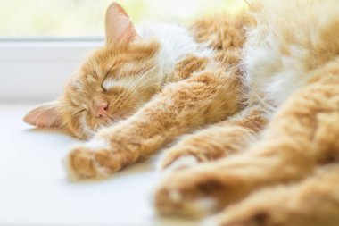 Pencere pervazında yatan kırmızı kedi. Kızıl kedi yumuşak beyaz battaniyenin üzerinde uyuyor, rahat ev ve rahatlama konsepti, tatlı kırmızı veya kızıl küçük kedi.