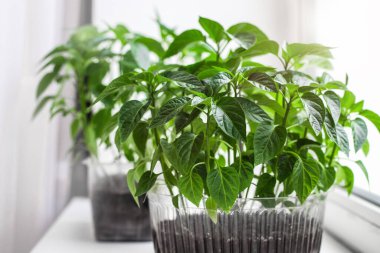 Yerdeki plastik kaplarda bulunan domates ve biber çiftliği sebzelerinin genç eko tohumları beyaz arka plandaki pencere eşiğinde duruyor, karantina, ev bahçesi, üst manzara.