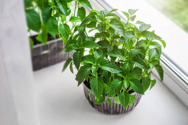 Yerdeki plastik kaplarda bulunan domates ve biber çiftliği sebzelerinin genç eko tohumları beyaz arka plandaki pencere eşiğinde duruyor, karantina, ev bahçesi, üst manzara.