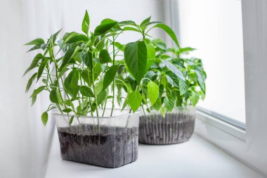 Plastik bir kaptaki domates ve biber çiftliği sebzeleri beyaz bir arka planda, karantinada, ev bahçesinde, fotokopi alanında duruyor. Pencere kenarında sebze yetiştiriyorum.