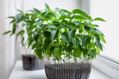 Plastik bir kapta domates ve biber çiftliği sebzeleri tohumları beyaz bir arka planda, karantinada, ev bahçesinde duruyor.