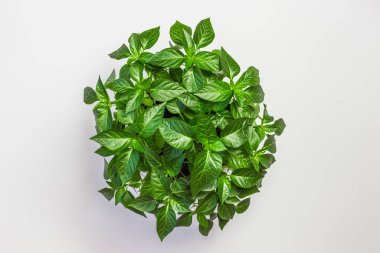 Açık gri arkaplanda izole edilmiş genç eko domates fideleri, kopyalama alanı, üst görünüm