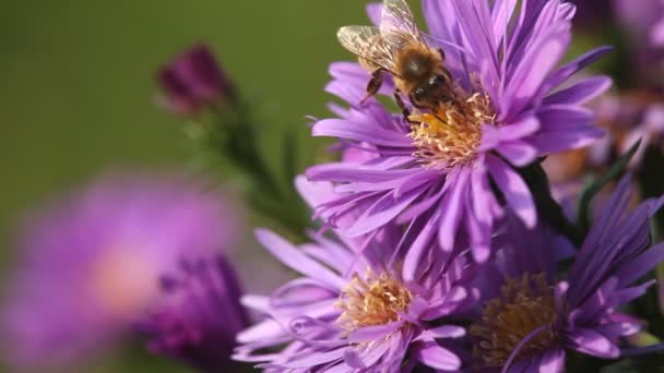 Bee and flowers — Stock Video