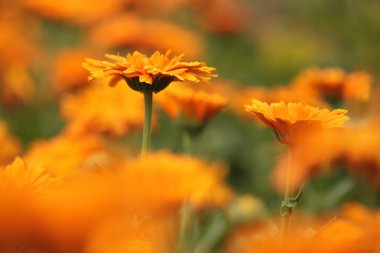 Close-up van Goudsbloem (calendula) bloemen
