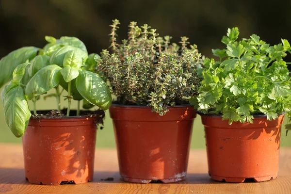 Basil, thyme and parsley in flower pots. — Stock Photo, Image