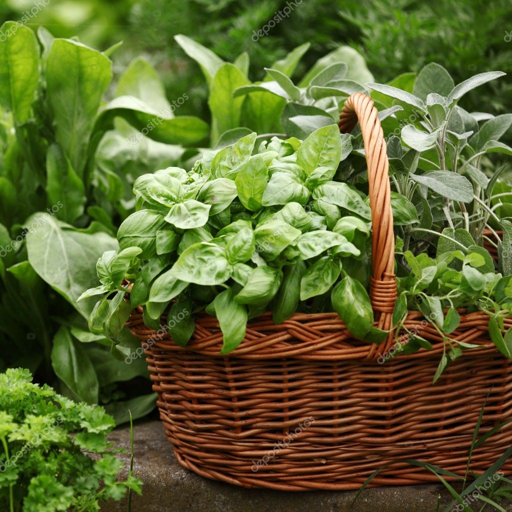Basket with fresh herbs in herb garden. Stock Photo by ©MKucova 26158457