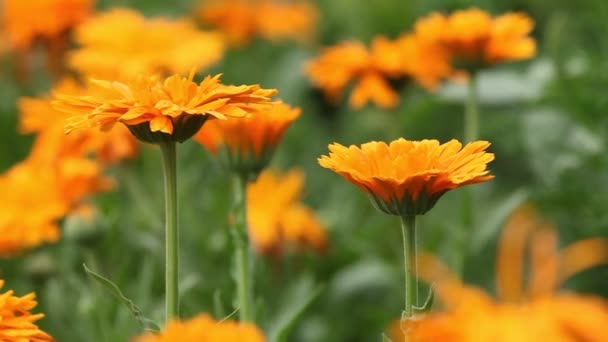 Marigolle 