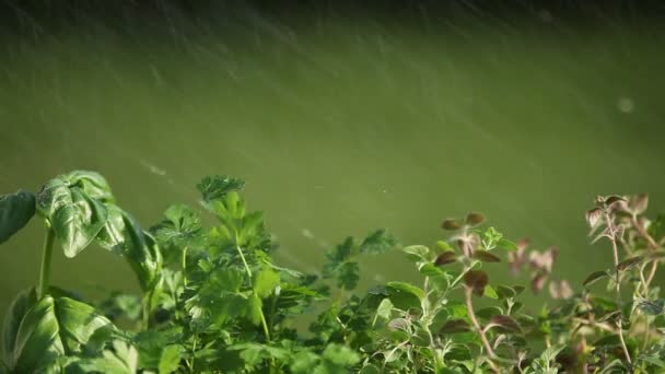 Pouring water — Stock Video