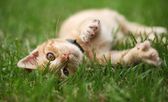Malá kočka si hraje v trávě