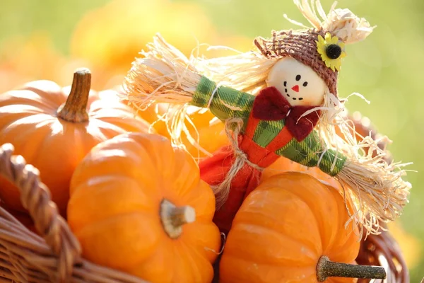 Espantapájaros y calabazas — Foto de Stock