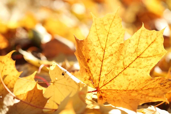 Closeup of fallen autumn leaves. — Stock Photo, Image