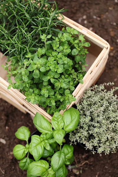 Kräuter für die Pflanzung vorbereitet — Stockfoto