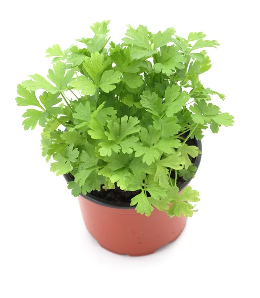 Close-up of parsley in planting pot — Stock Photo, Image