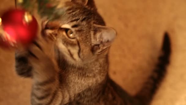 Gato e árvore de Natal — Vídeo de Stock