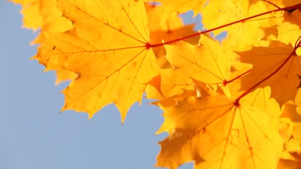 Autumn colors — Stock Video