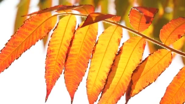 Feuille d'automne 