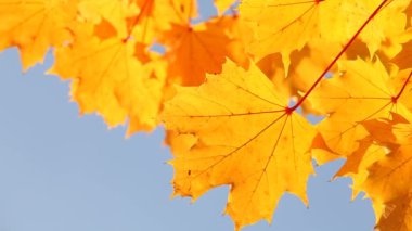 akçaağaç yaprakları