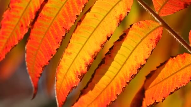 Kleurrijke herfst — Stockvideo