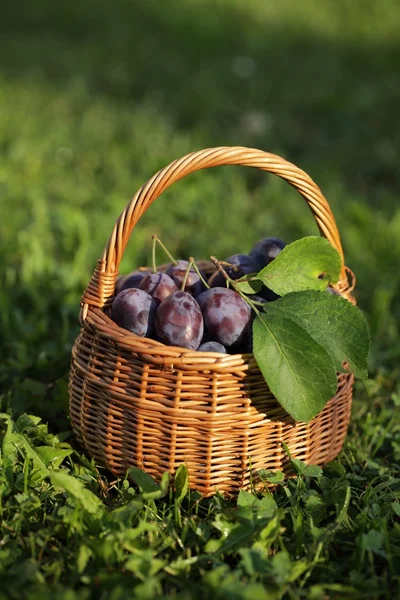 Basket with plums in the garden. — Stock Photo, Image