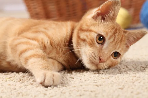 Pequeno gato brincando no tapete . — Fotografia de Stock