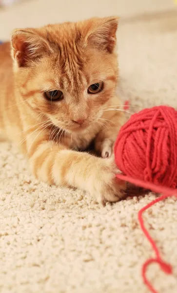 Kleine kat spelen met wol op het tapijt. — Stockfoto