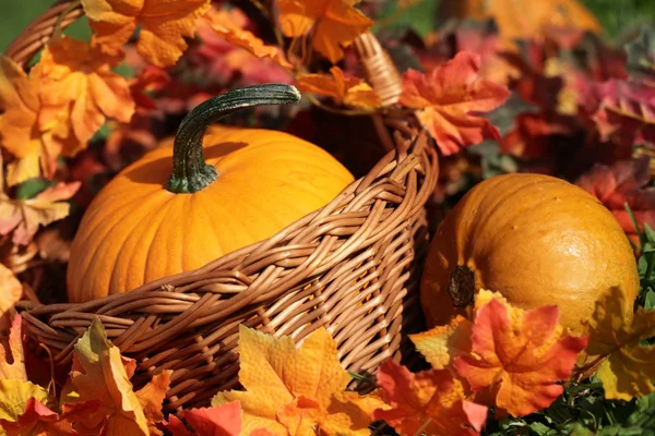 Pumpkins in basket — Stock Photo, Image