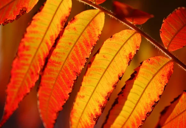 Крупный план осенних листьев — стоковое фото
