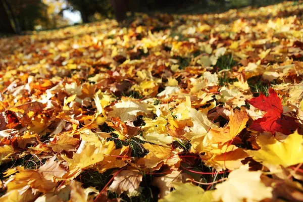 Autumn leaves in park. — Stock Photo, Image