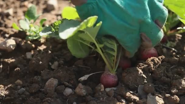 Picking radishes — Stock Video