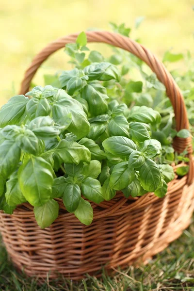 Basket with basil and oregano in the garden. — Stock Photo, Image