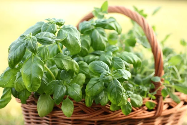 Kosz z bazylią i oregano w ogrodzie — Zdjęcie stockowe