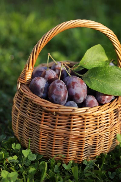 Basket with plums in the garden. — Stock Photo, Image