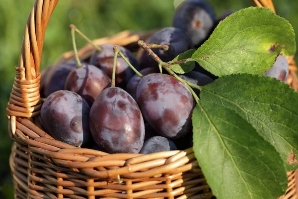 Korb mit Pflaumen im Garten. — Stockfoto