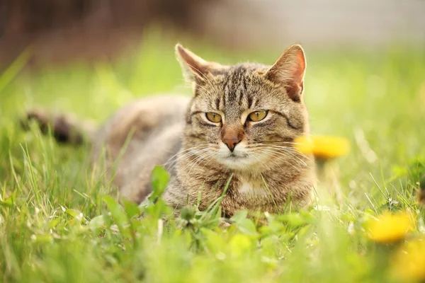 Kat rusten in voorjaar gras. — Stockfoto