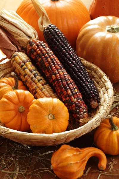 Pumpkins and indian corn arrangement — Stock Photo, Image